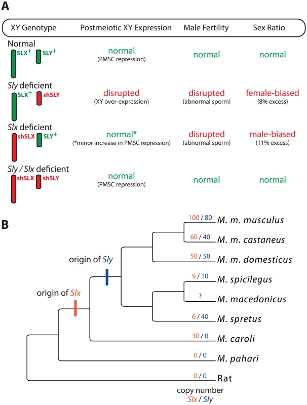 The interaction and evolution of <i>Sly</i> and <i>Slx</i>/<i>Slxl1</i>.