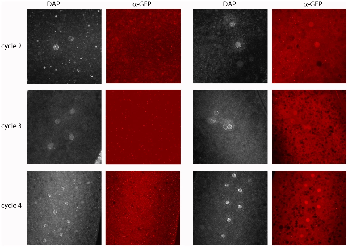Engrailed protein is expressed by the paternal genome in pre-blastoderm embryos.