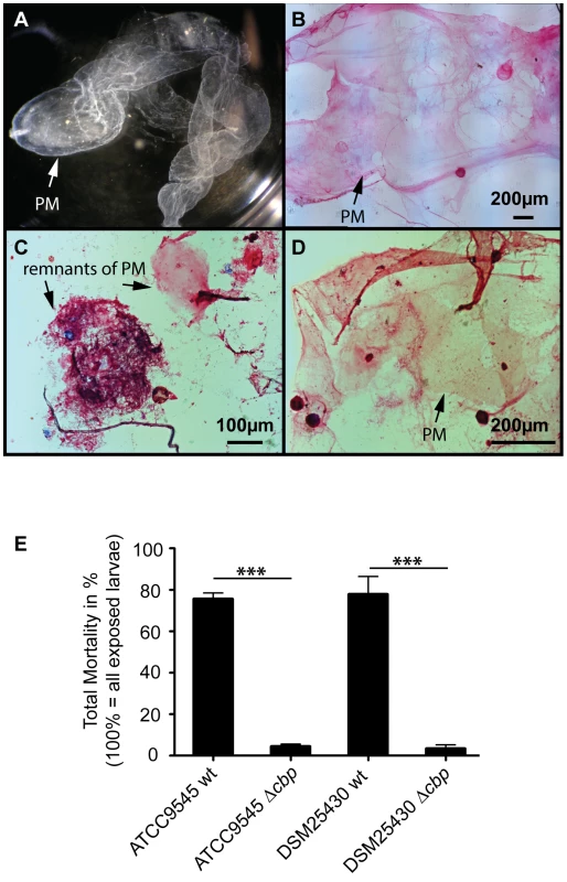 Knocking out  <i>PlCBP49</i> expression impairs PM degradation in infected larvae and nearly abolishes <i>P. larvae</i> virulence.