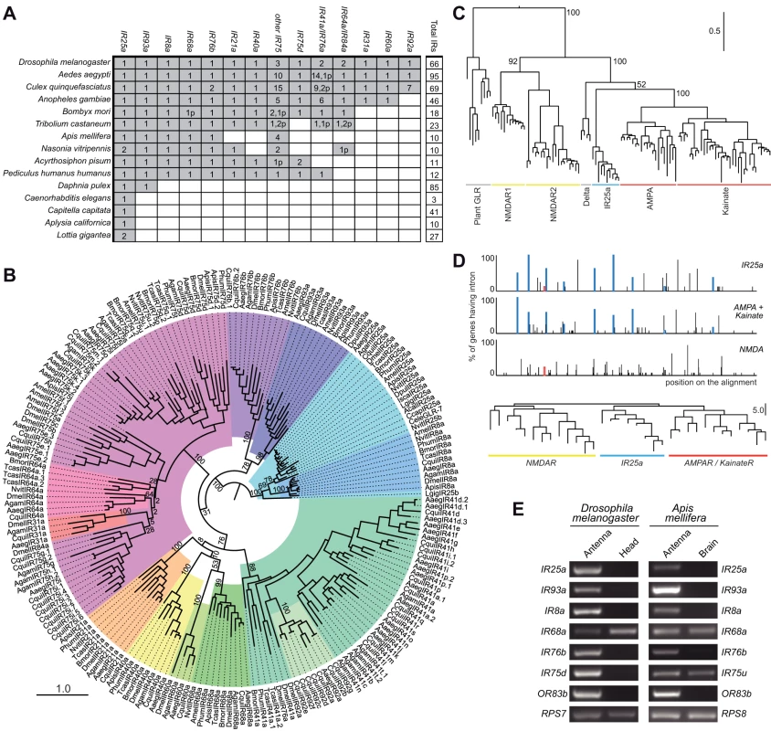 Evolutionary origins and conservation of antennal IRs.