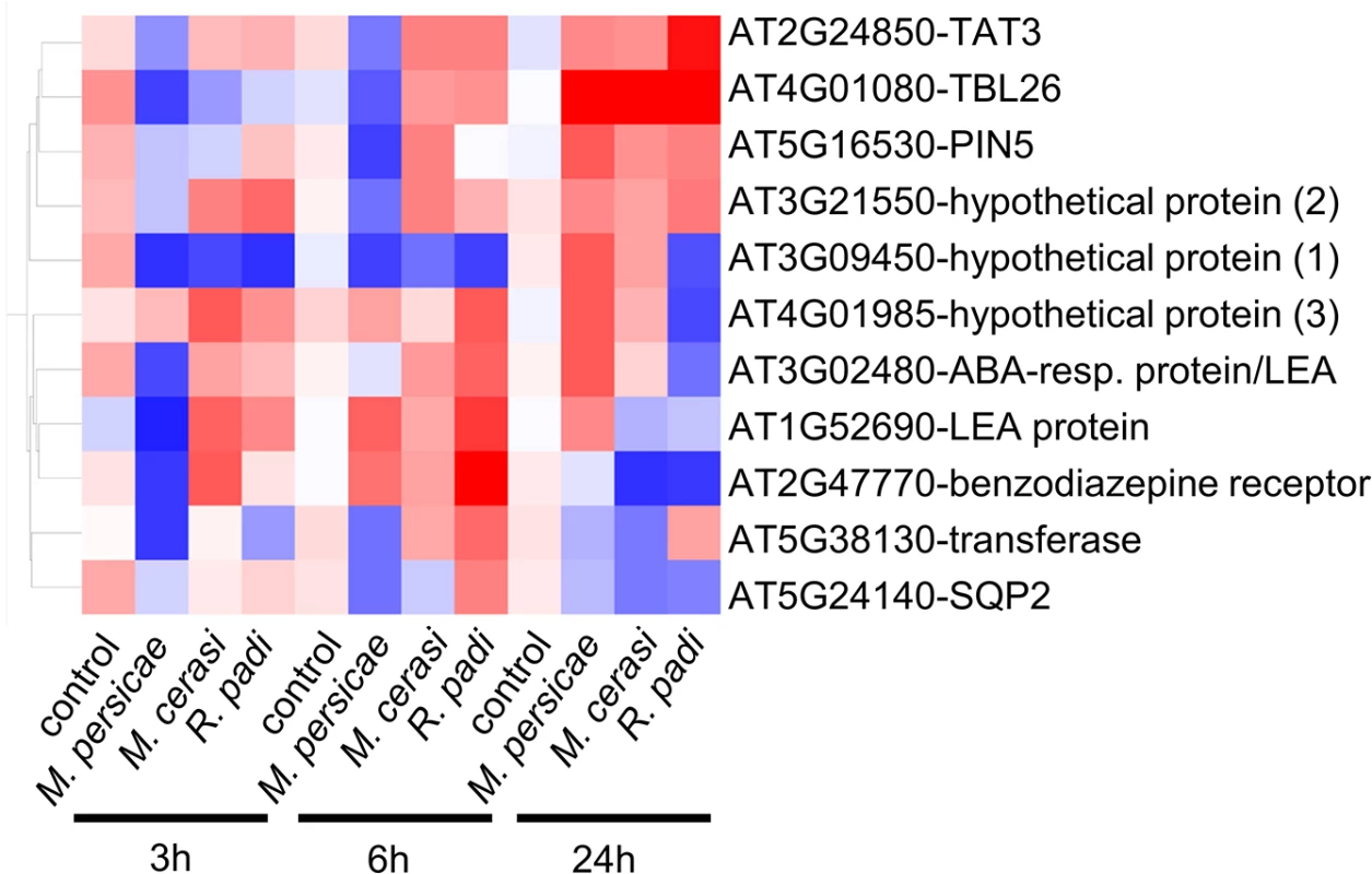 Expression profile of <i>Arabidopsis</i> genes showing opposite gene expression changes during aphid host and non-host interactions.