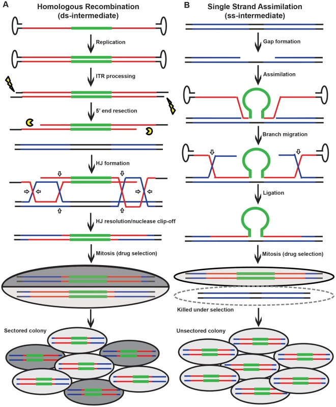 Models for rAAV gene targeting.