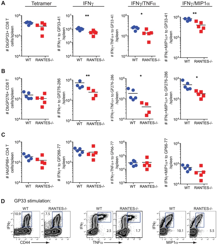 The primary CD8 T cell cytokine response is diminished in the absence of RANTES at one week after clone 13 infection.