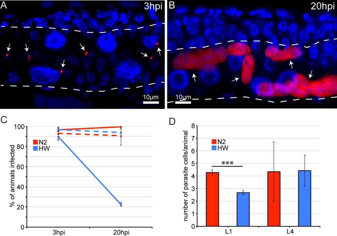Age- and strain-dependent variation in clearance of <i>N. parisii</i> infection.