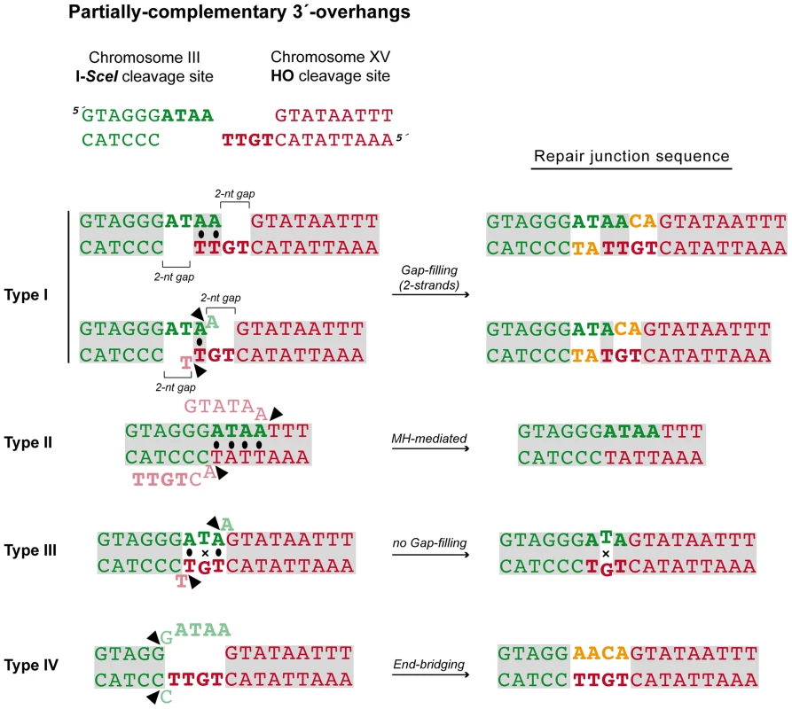 NHEJ repair types of DSBs with partially-complementary ends.