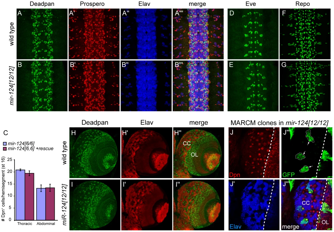 Absence of major defects in specification of the nervous system of <i>mir-124</i> mutants.