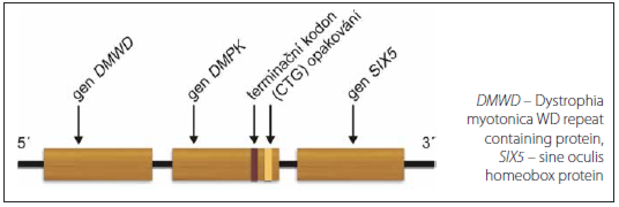 Gen <i>DMPK.</i>
Fig. 1. <i>DMPK</i> gene.