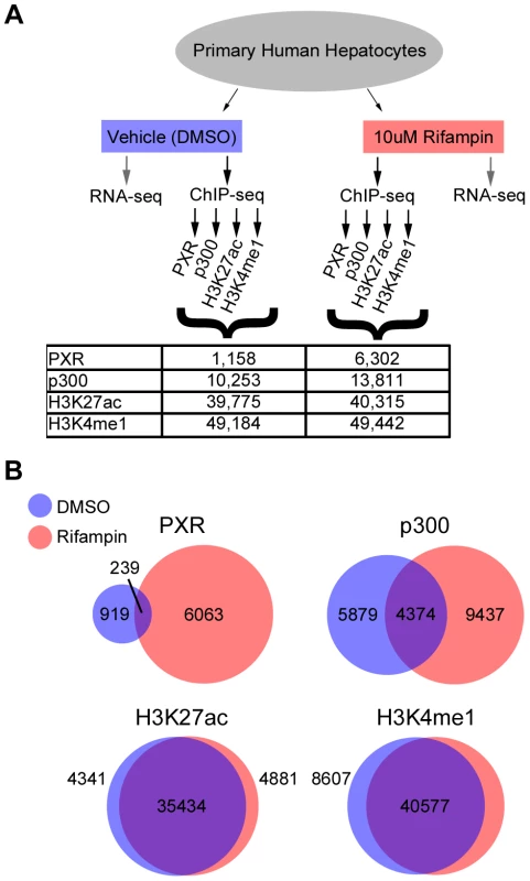 ChIP-seq summary.