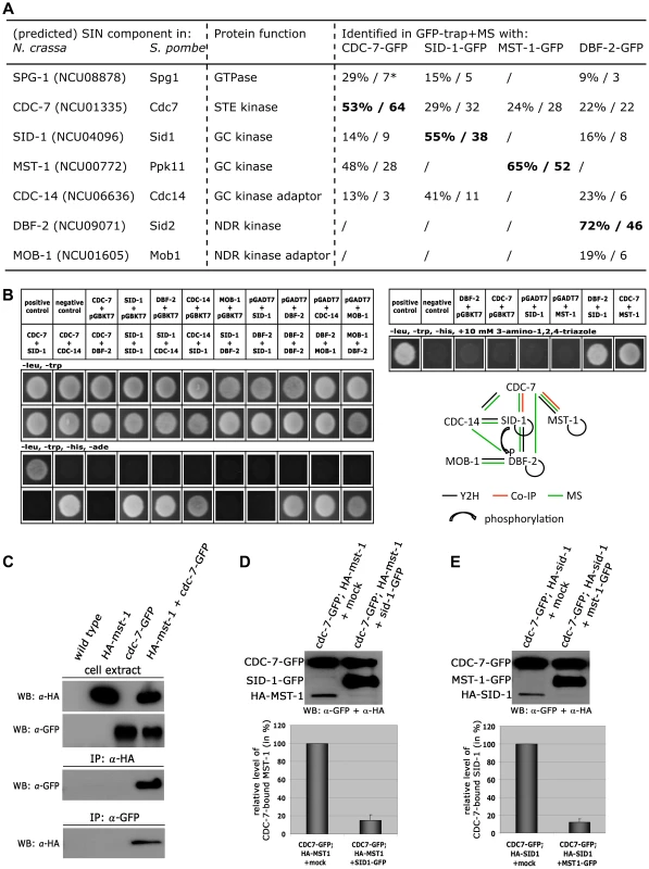 CDC-7 forms mutually exclusive complexes with SID-1 and MST-1.