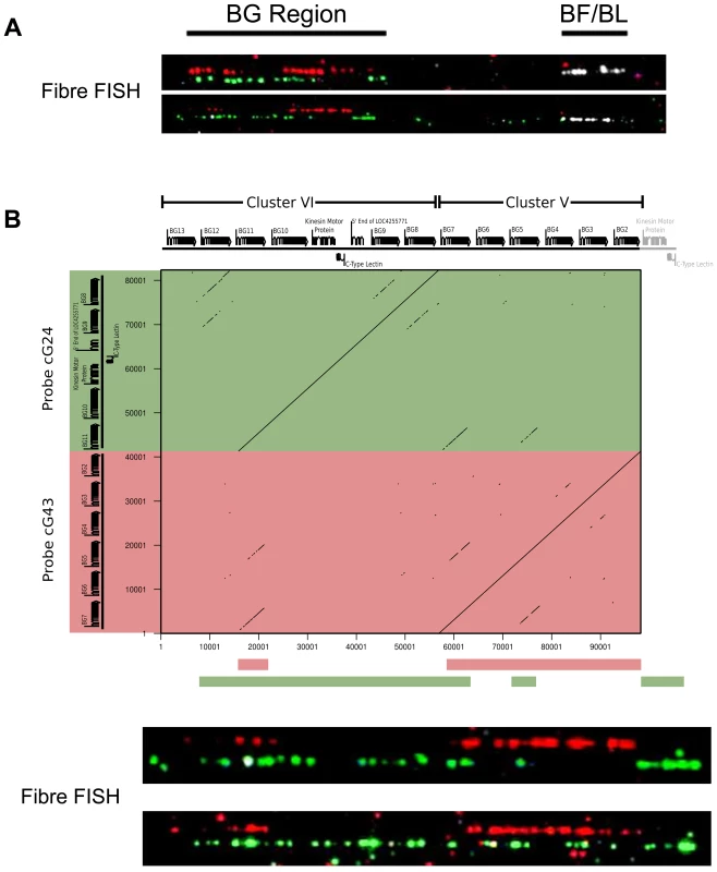 The two cosmid clusters are contiguous with the orientation cluster VI-cluster V, followed by the TRIM and BF-BL regions, as assessed by fibre-FISH and sequence comparison.