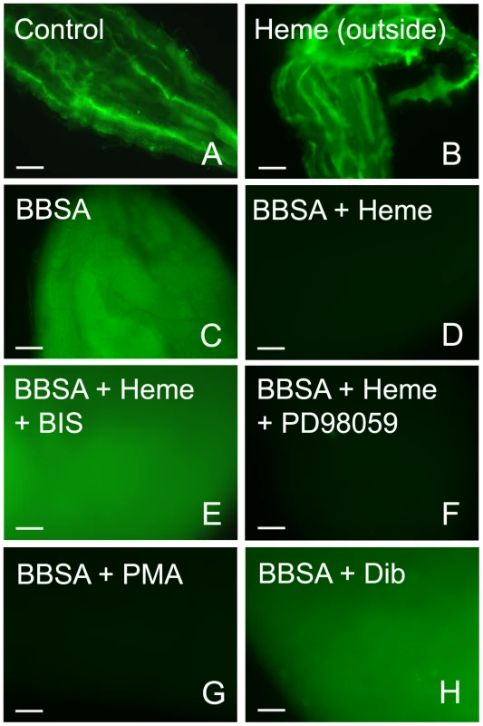 Heme-induced inhibition of ROS is mediated by PKC.