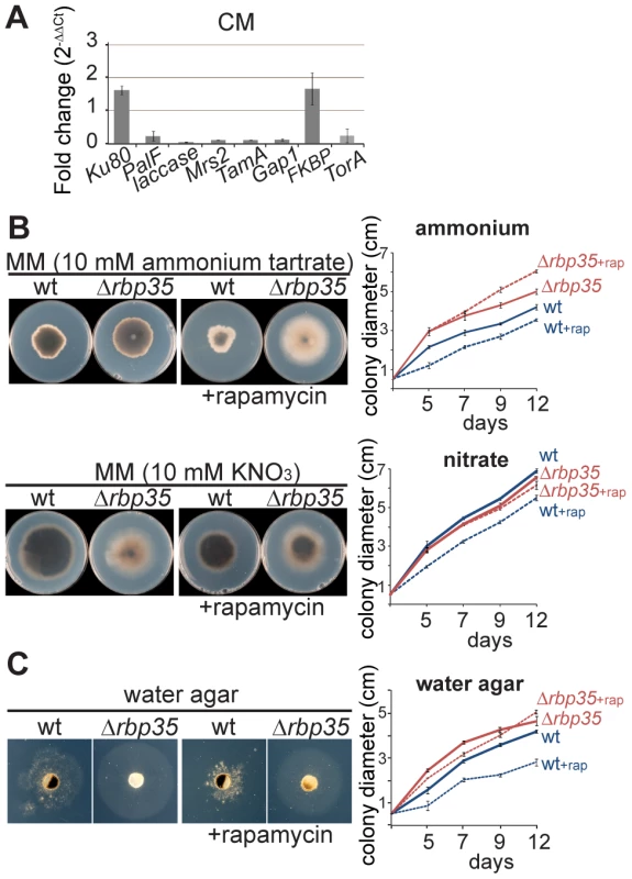 <i>Δrbp35</i> shows defects in nitrogen metabolism and TOR signaling.