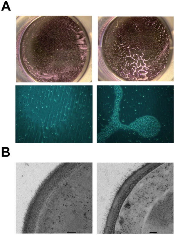 Constitutive expression of <i>PGA22</i> in <i>S. cerevisiae</i> triggers cell clustering and alters cell wall structure.