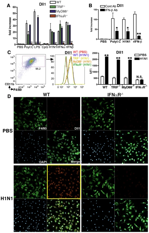 Dll1 expression expression is dependent upon type-I IFN.