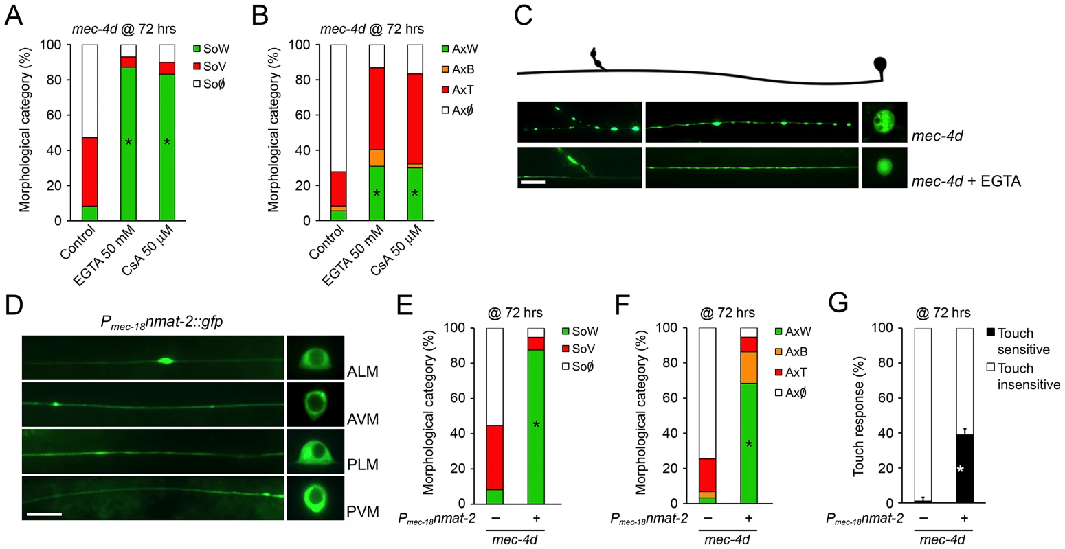 <i>C. elegans</i> and mammalian neurons share degenerative mechanisms triggered by diverse pro-degenerative stimuli.