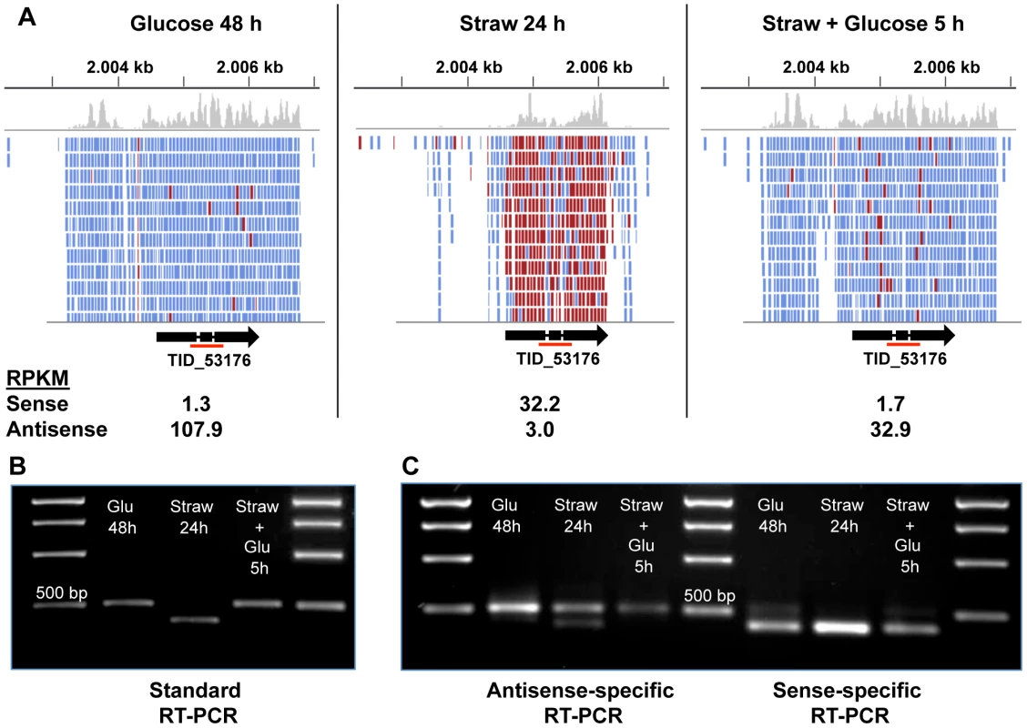 Sense and antisense transcription from TID_53176.