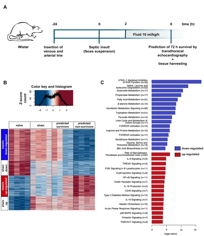 Rat model allowing assessment of early changes in gene expression, and relationships to outcome.