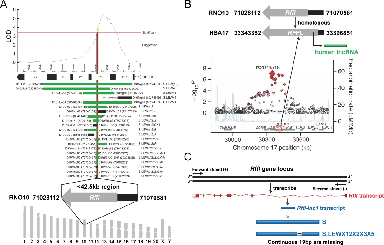 19bp sequence variation within <i>Rffl-lnc1</i> located in a <42.5kb QTL region.