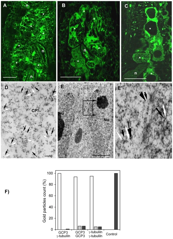 γ-Tubulin Complex Protein 3 (GCP3) is Present in Giant Cells and Co-localizes with γ-Tubulin.