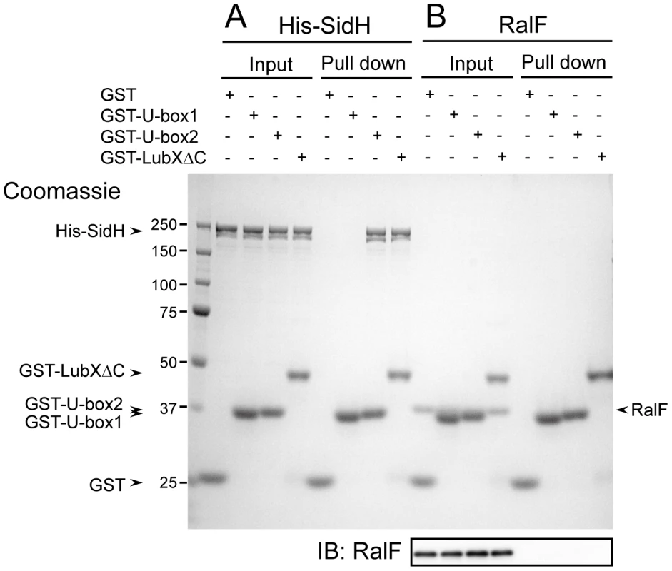 LubX directly binds to SidH but not to RalF.