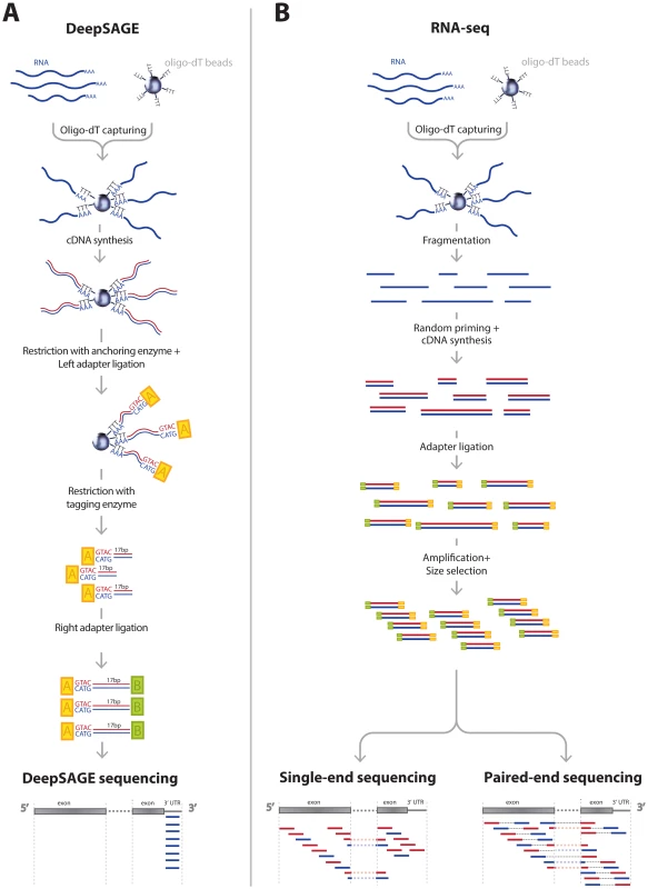 Comparison of typical DeepSAGE and RNA-seq data generation steps.