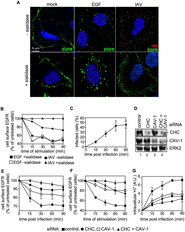 IAV attachment induces EGFR endocytosis.