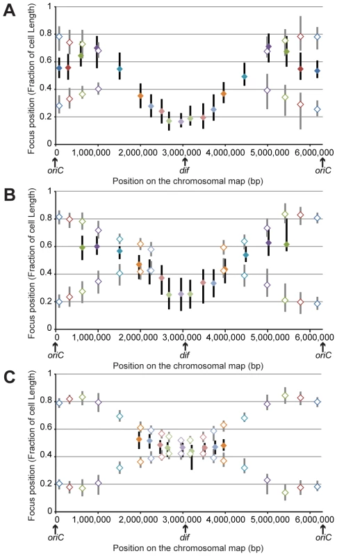 Position of chromosomal loci inside bacterial cells, oriented relative to the new pole of the cell.