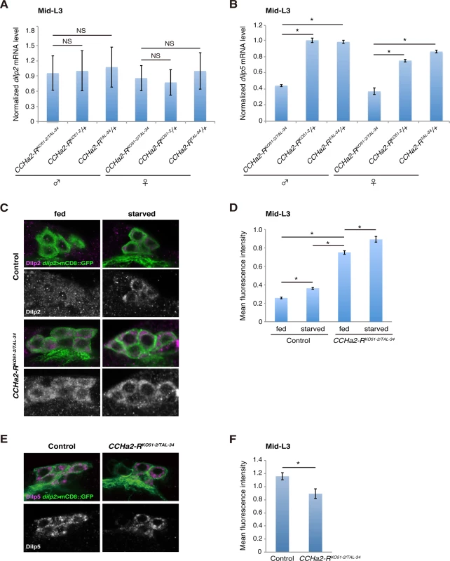 <i>CCHa2-R</i> mutations affect the production of Dilp2 and Dilp5 in IPCs.