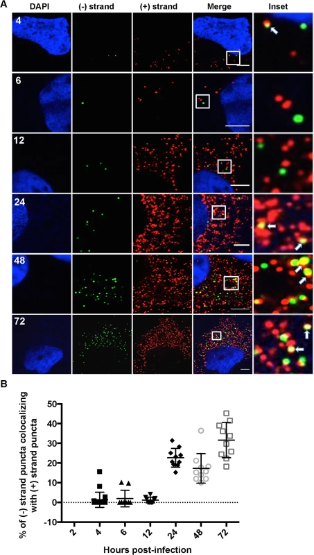 Colocalization of (−) and (+) HCV RNA strands.