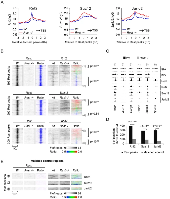 Occupancy of PRC1 and PRC2 at Rest peaks in <i>Wt</i> and <i>Rest</i>−/− mES cells.