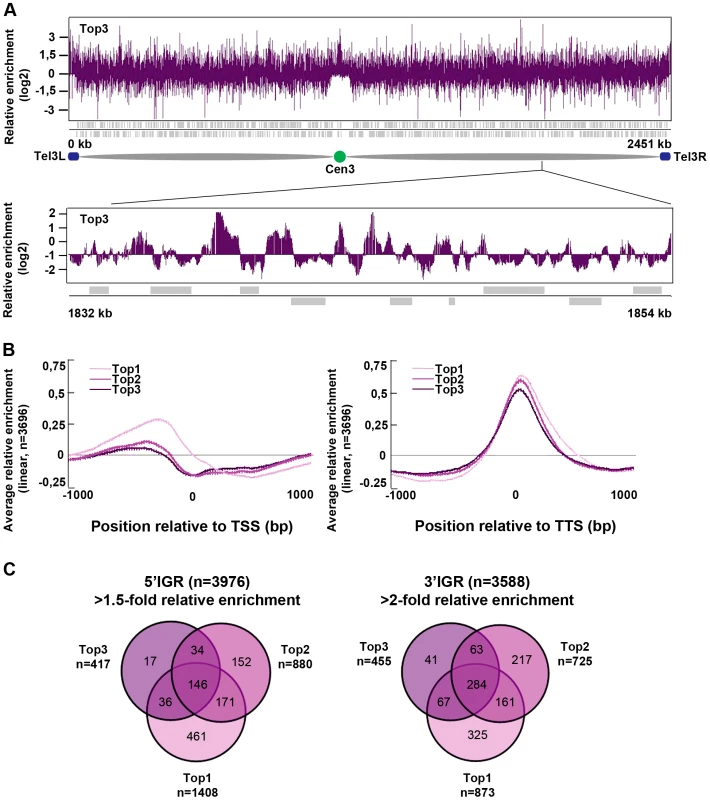 Top3 is enriched at IGRs, centromeres, and sub-telomeric regions.