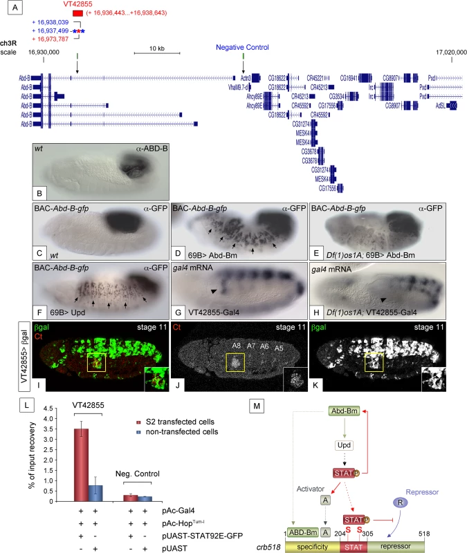 JAK/STAT activates expression of Abd-B through a feedback loop.