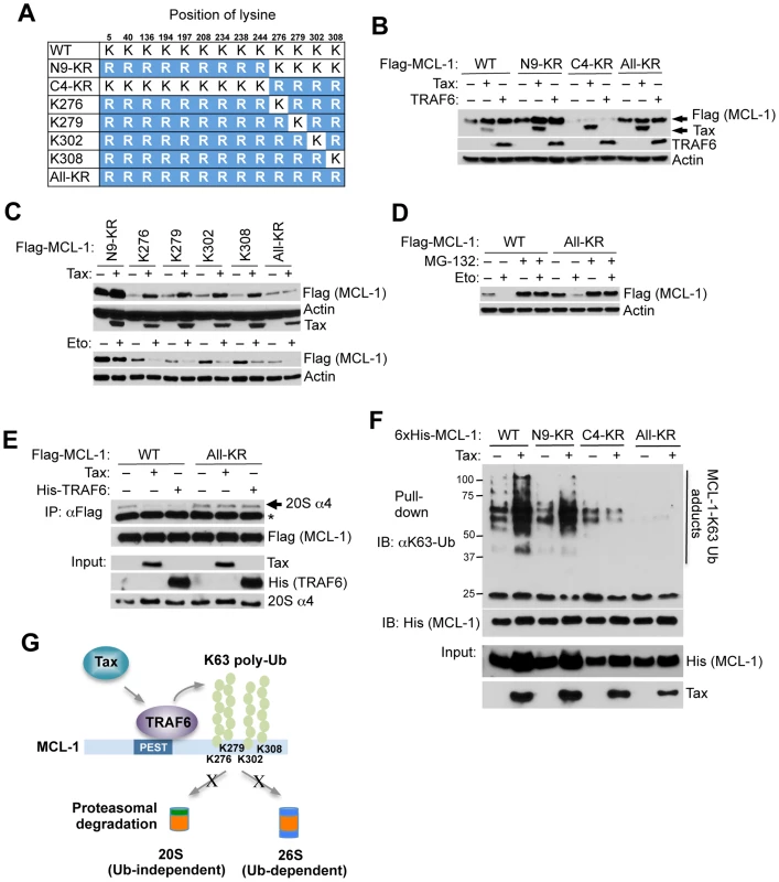 Tax and TRAF6 promote MCL-1 K63-linked polyubiquitination on C-terminal lysines.