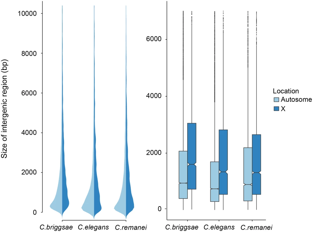 Comparison of intergenic spaces between autosomes and X chromosomes.