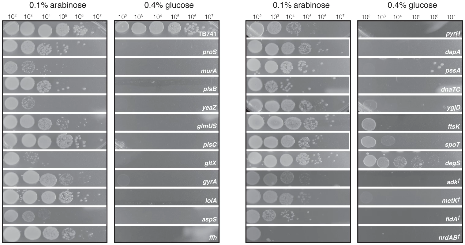 Differential colony formation of conditional lethal mutant strains on arabinose or glucose-containing LB agar plates.