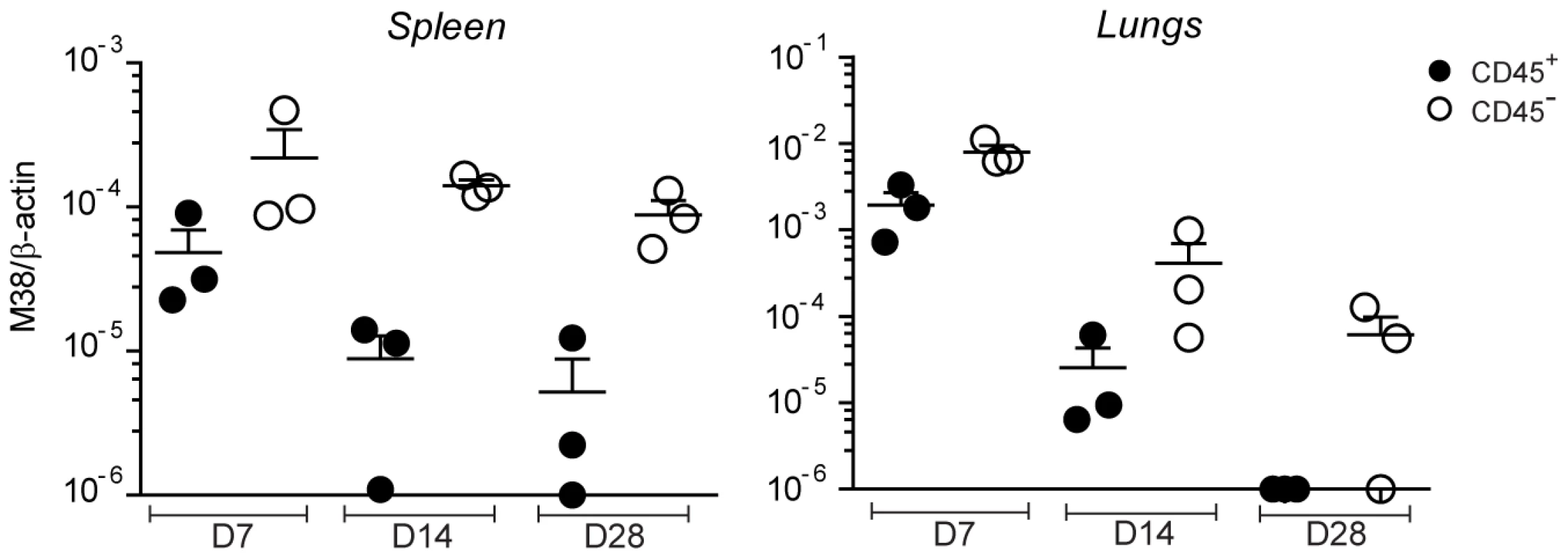 MCMV genome localizes preferentially in non-hematopoietic cells.