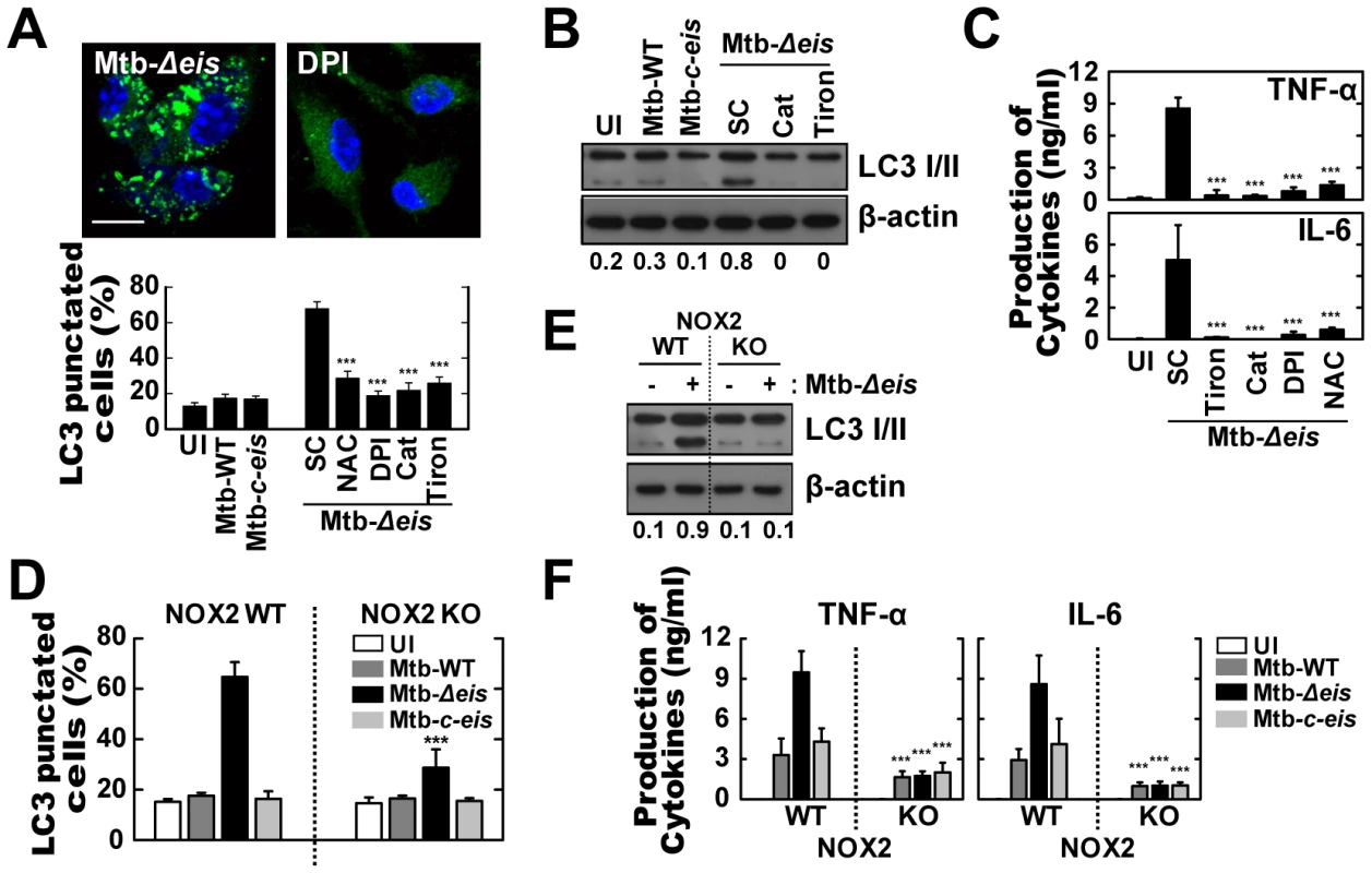 Increased ROS generation plays a critical role in autophagy and proinflammatory cytokine production in Mtb-<i>Δeis</i>-infected macrophages.