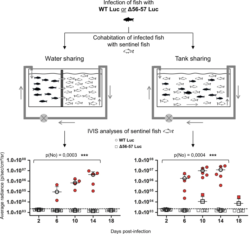 Effect of the double ORF56-57 deletion on CyHV-3 spread from infected fish to naïve fish.