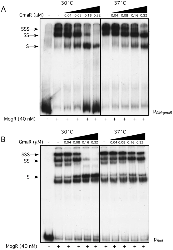 Formation of the MogR:GmaR complex is more efficient at 30°C than at 37°C.