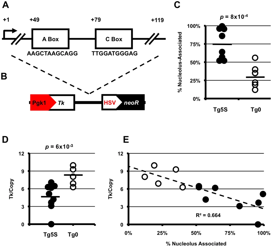 5S rDNA transgenes show preferential association with the nucleolus and decreased transcription of a reporter gene.