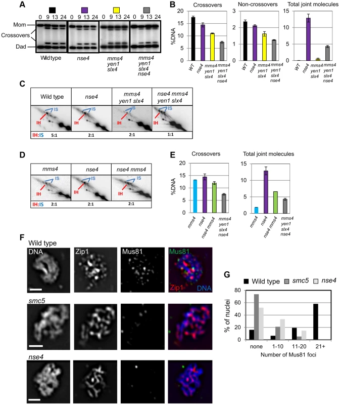 Smc5/6 regulates joint molecule resolution by Mus81-Mms4.