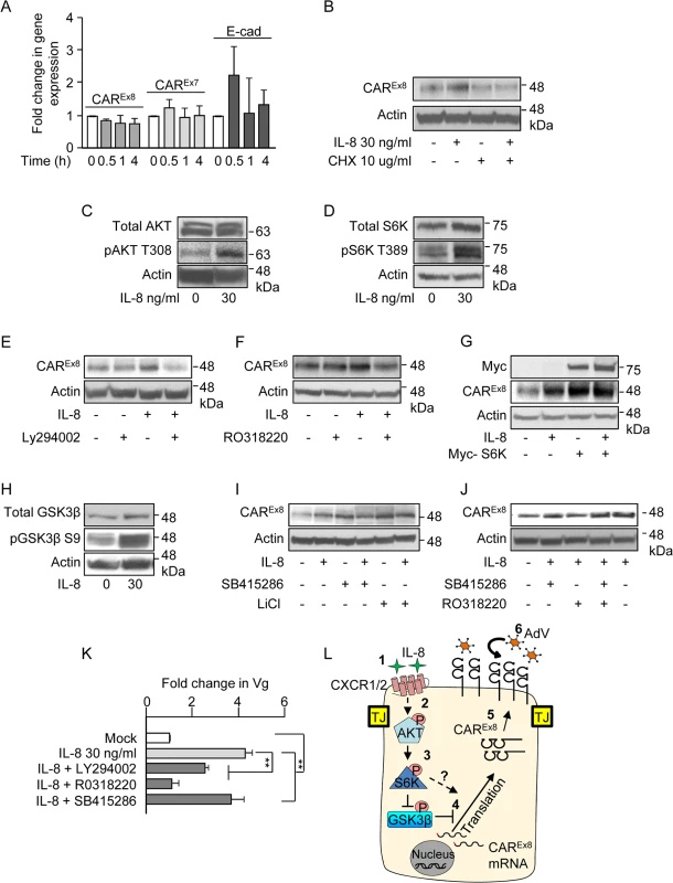 IL-8 activates AKT/S6K and inactivates GSK3β to increase CAR<sup>Ex8</sup> protein synthesis and AdV entry.