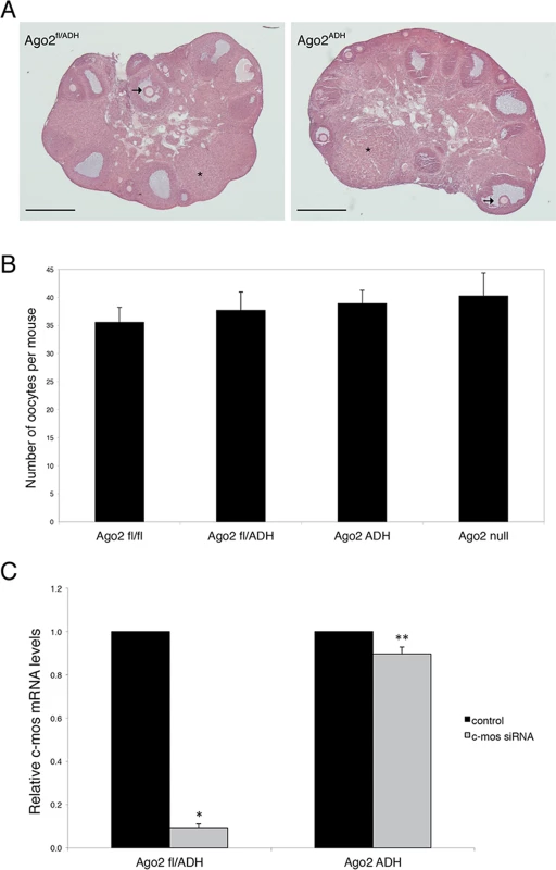 AGO2 catalytic activity is not required for oocyte growth and hormonal response.