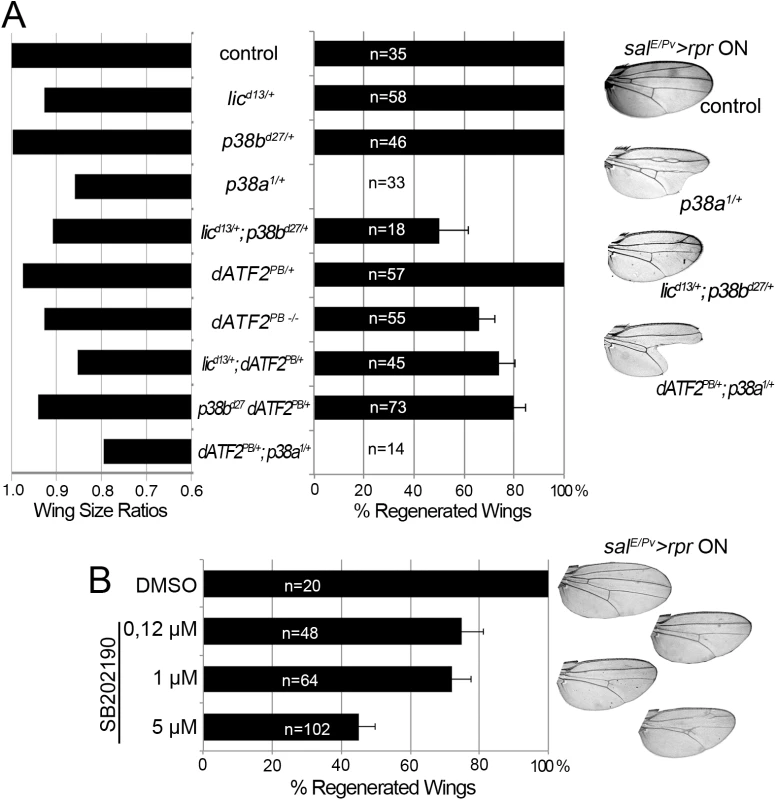 p38 inhibition impairs tissue repair.