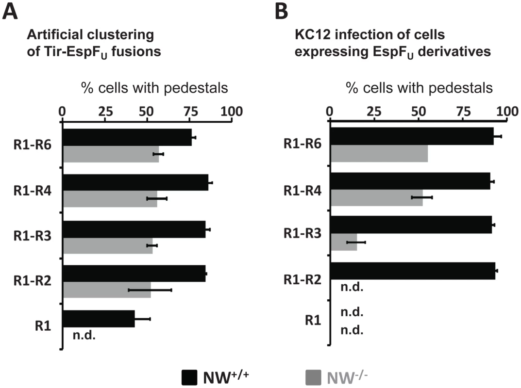 Pedestal formation on N-WASP-deficient cells requires multiple EspF<sub>U</sub> repeats.
