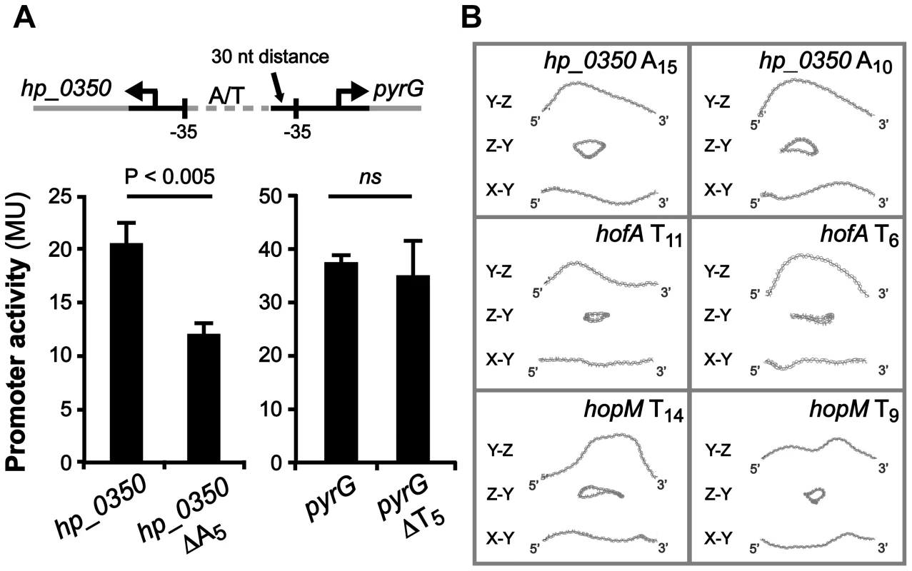 <i>hp_0350</i> promoter activity is affected by the A-tract located adjacent to the −35 promoter element.