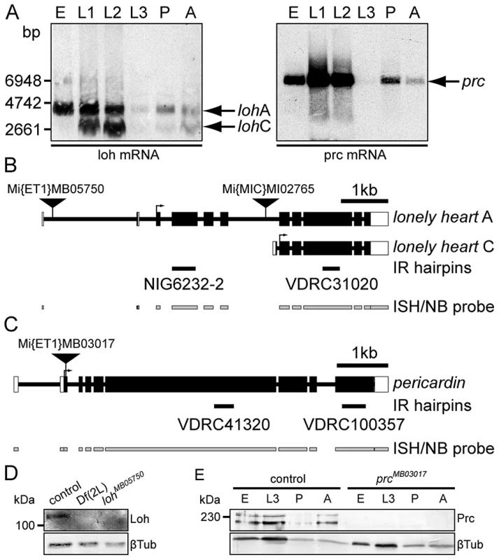 Molecular characterization of <i>loh</i> and <i>prc</i>.
