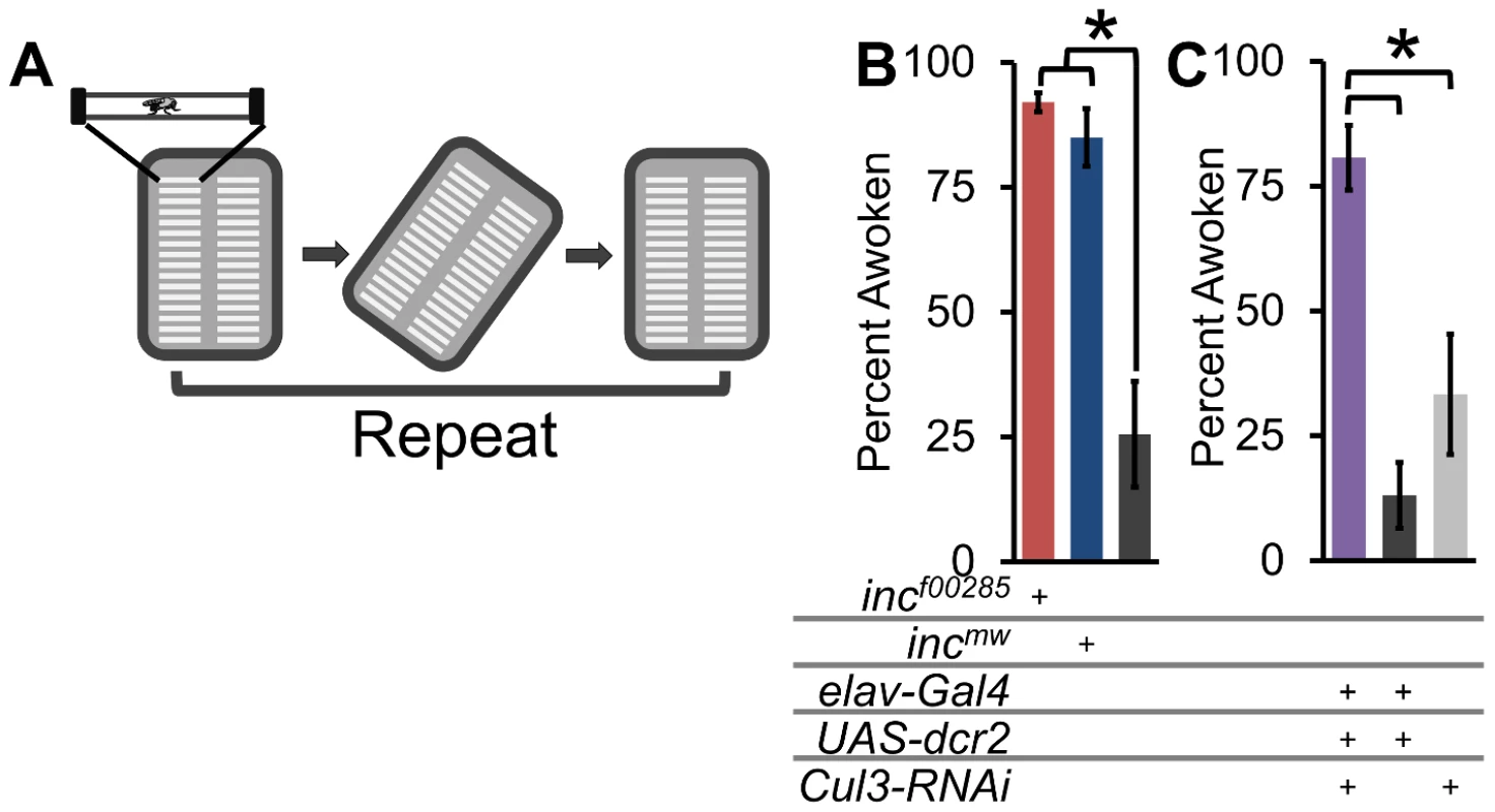 Flies lacking <i>inc</i> or <i>Cul3</i> are hyper-arousable.