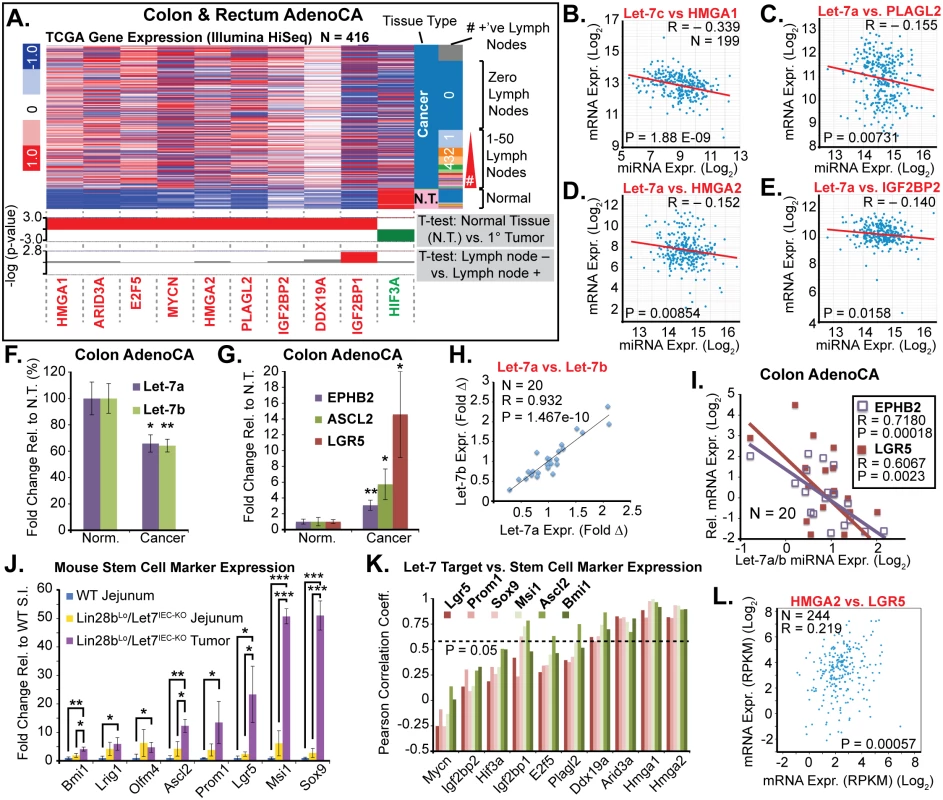 Let-7 and HMGA2 are associated with a stem cell signature in intestinal adenocarcinomas.