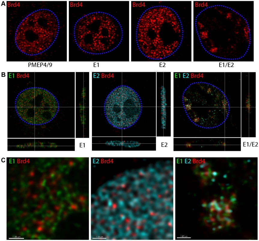 Brd4 localizes to nuclear foci formed by HPV16 E1 and E2 proteins.